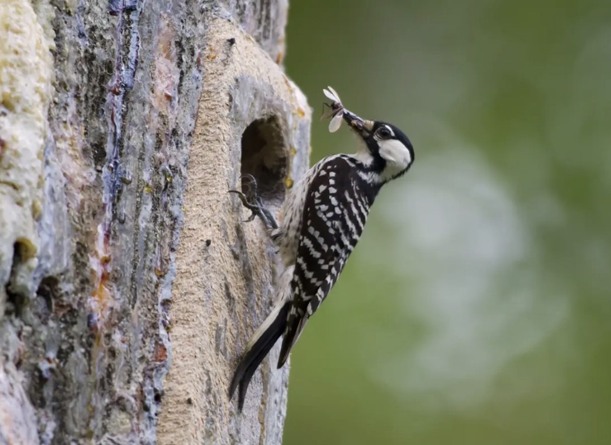 A red-cockaded woodpecker at its nest cavity in a pine trunk